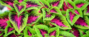 Preview wallpaper coleus, plant, leaves, bush