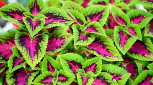 Preview wallpaper coleus, plant, leaves, bush