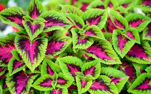 Preview wallpaper coleus, plant, leaves, bush