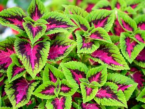 Preview wallpaper coleus, plant, leaves, bush