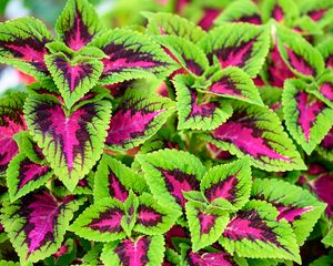 Preview wallpaper coleus, plant, leaves, bush