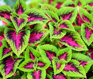 Preview wallpaper coleus, plant, leaves, bush