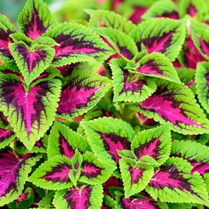 Preview wallpaper coleus, plant, leaves, bush