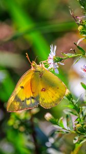 Preview wallpaper colias hyale, butterfly, flower, macro