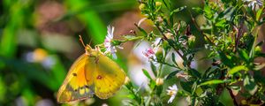Preview wallpaper colias hyale, butterfly, flower, macro