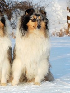 Preview wallpaper collie, couple, snow, sit