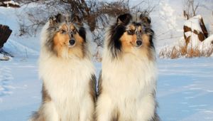 Preview wallpaper collie, couple, snow, sit