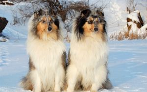 Preview wallpaper collie, couple, snow, sit