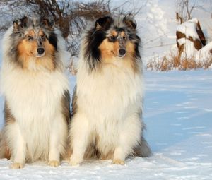 Preview wallpaper collie, couple, snow, sit