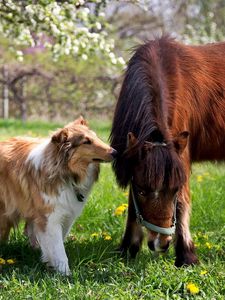 Preview wallpaper collie, dog, horse, grass, friendship