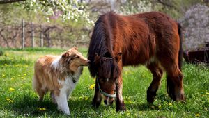 Preview wallpaper collie, dog, horse, grass, friendship