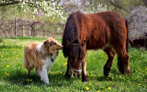 Preview wallpaper collie, dog, horse, grass, friendship