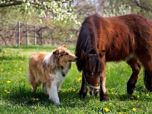 Preview wallpaper collie, dog, horse, grass, friendship