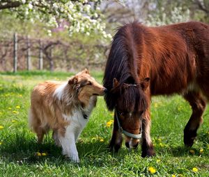 Preview wallpaper collie, dog, horse, grass, friendship