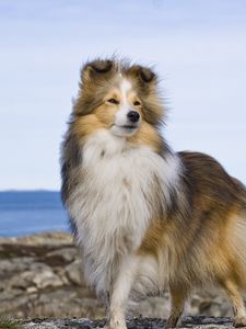 Preview wallpaper collie, dog, pet, furry