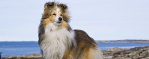 Preview wallpaper collie, dog, pet, furry