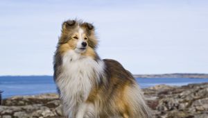 Preview wallpaper collie, dog, pet, furry