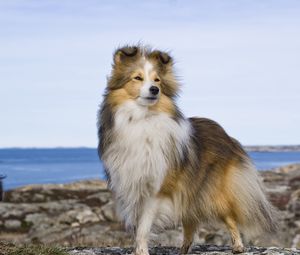 Preview wallpaper collie, dog, pet, furry