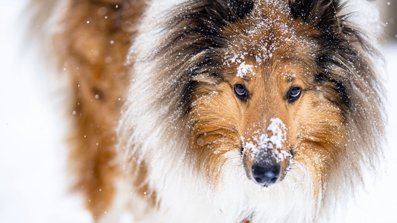 Wallpaper collie, dog, pet, snow
