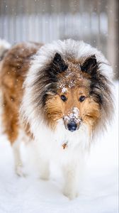 Preview wallpaper collie, dog, pet, snow