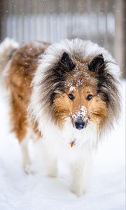 Preview wallpaper collie, dog, pet, snow