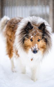 Preview wallpaper collie, dog, pet, snow