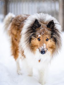 Preview wallpaper collie, dog, pet, snow