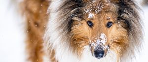 Preview wallpaper collie, dog, pet, snow