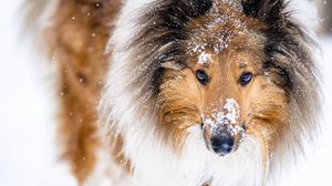 Preview wallpaper collie, dog, pet, snow