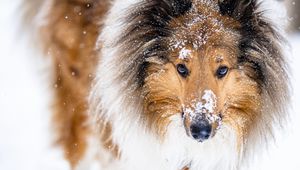 Preview wallpaper collie, dog, pet, snow