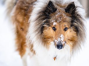 Preview wallpaper collie, dog, pet, snow