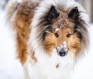 Preview wallpaper collie, dog, pet, snow