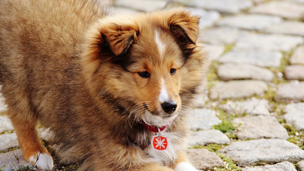 Wallpaper collie, mini collie, dog, cute