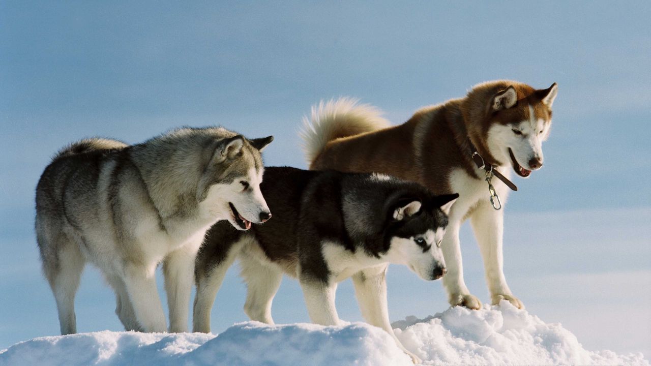 Wallpaper color, breed, dog, husky, snow, walk