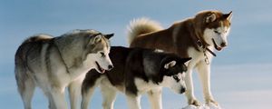 Preview wallpaper color, breed, dog, husky, snow, walk