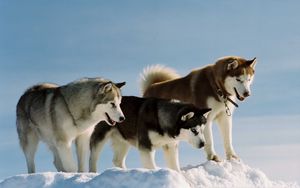 Preview wallpaper color, breed, dog, husky, snow, walk