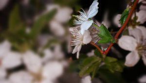 Preview wallpaper color, leaves, twig, stamens