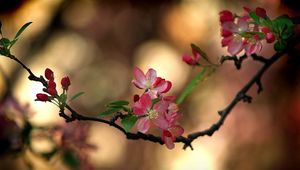 Preview wallpaper color, leaves, twig, spring, blurring