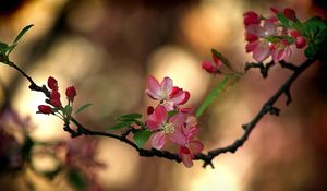 Preview wallpaper color, leaves, twig, spring, blurring