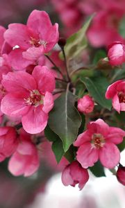 Preview wallpaper color, pink, petals, plant