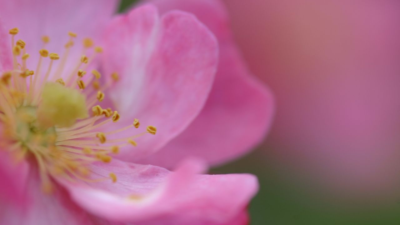 Wallpaper color, rose, flower, petals, pink