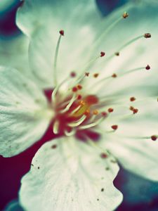 Preview wallpaper color, stamens, petals, close-up