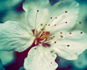 Preview wallpaper color, stamens, petals, close-up