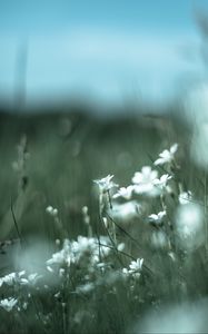 Preview wallpaper color, wildflowers, petals, blur