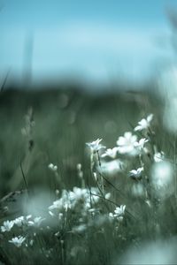 Preview wallpaper color, wildflowers, petals, blur