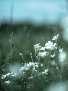 Preview wallpaper color, wildflowers, petals, blur