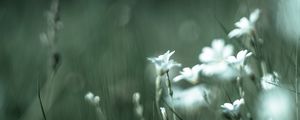 Preview wallpaper color, wildflowers, petals, blur