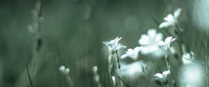 Preview wallpaper color, wildflowers, petals, blur