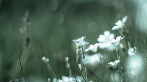 Preview wallpaper color, wildflowers, petals, blur