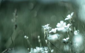 Preview wallpaper color, wildflowers, petals, blur